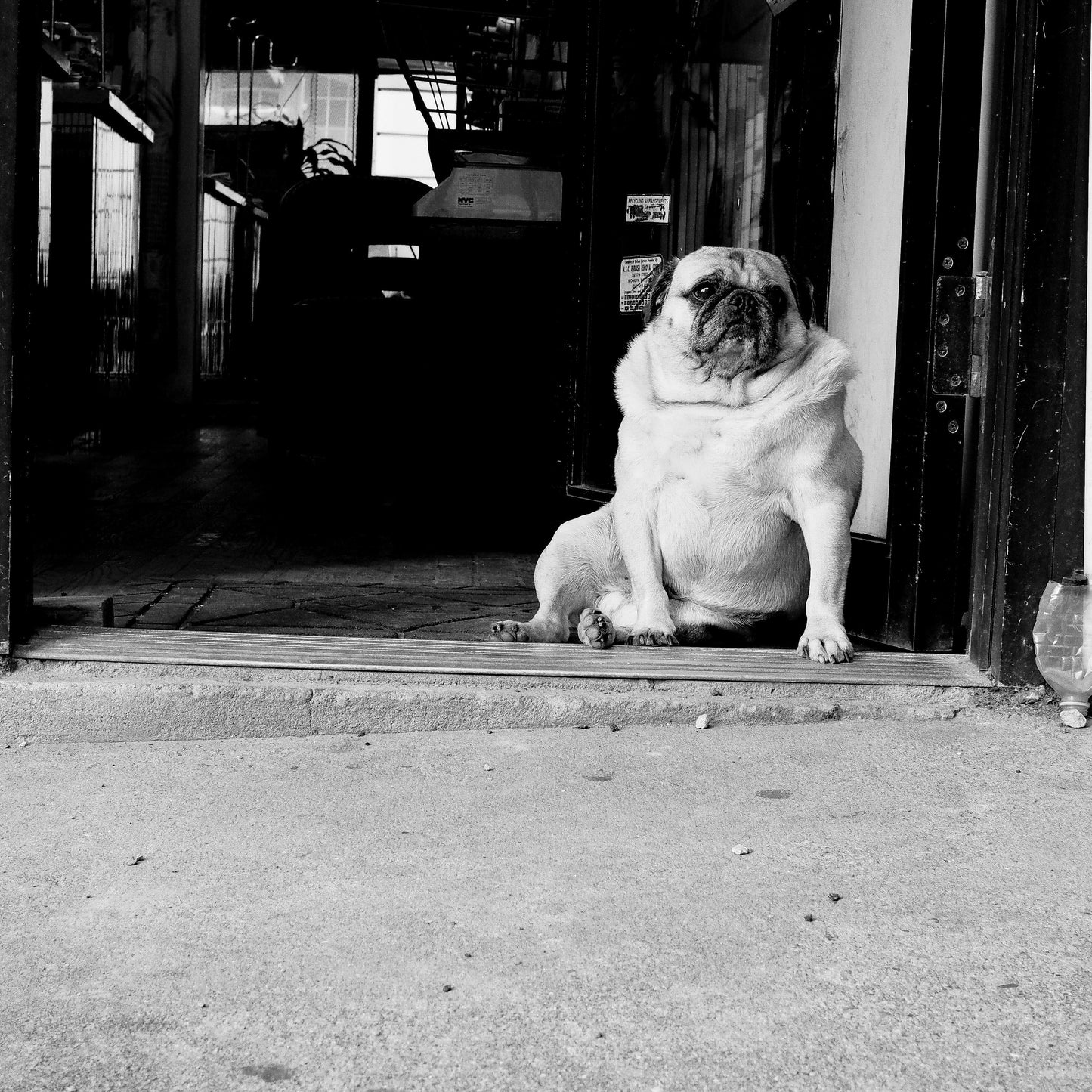 Sad overweight dog sitting down