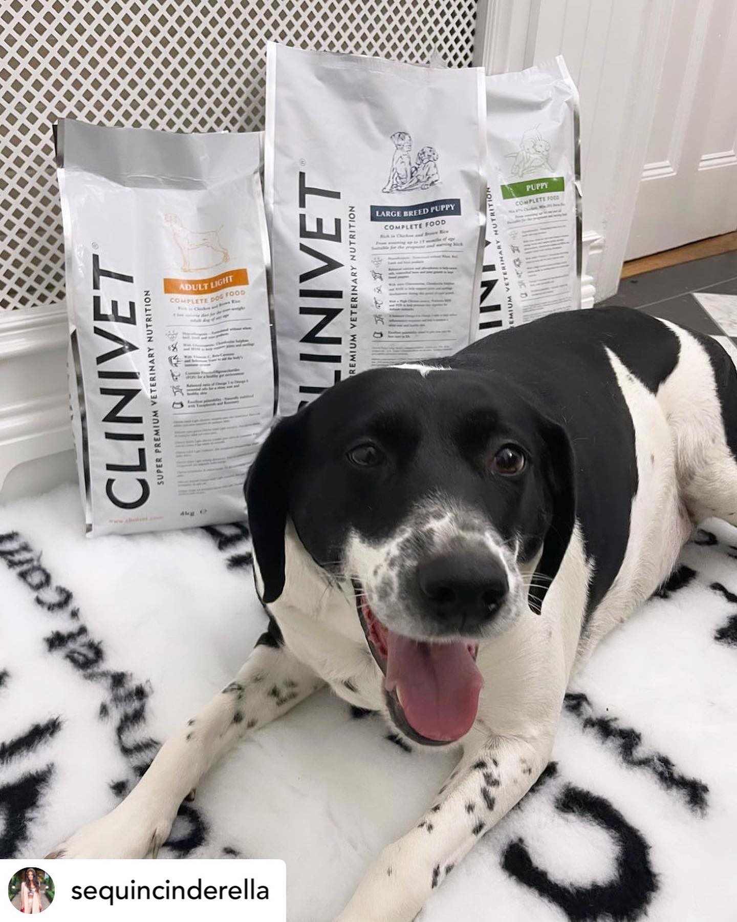 Why Grain-Free Dog Food Is Beneficial for Dogs with Sensitive Stomachs