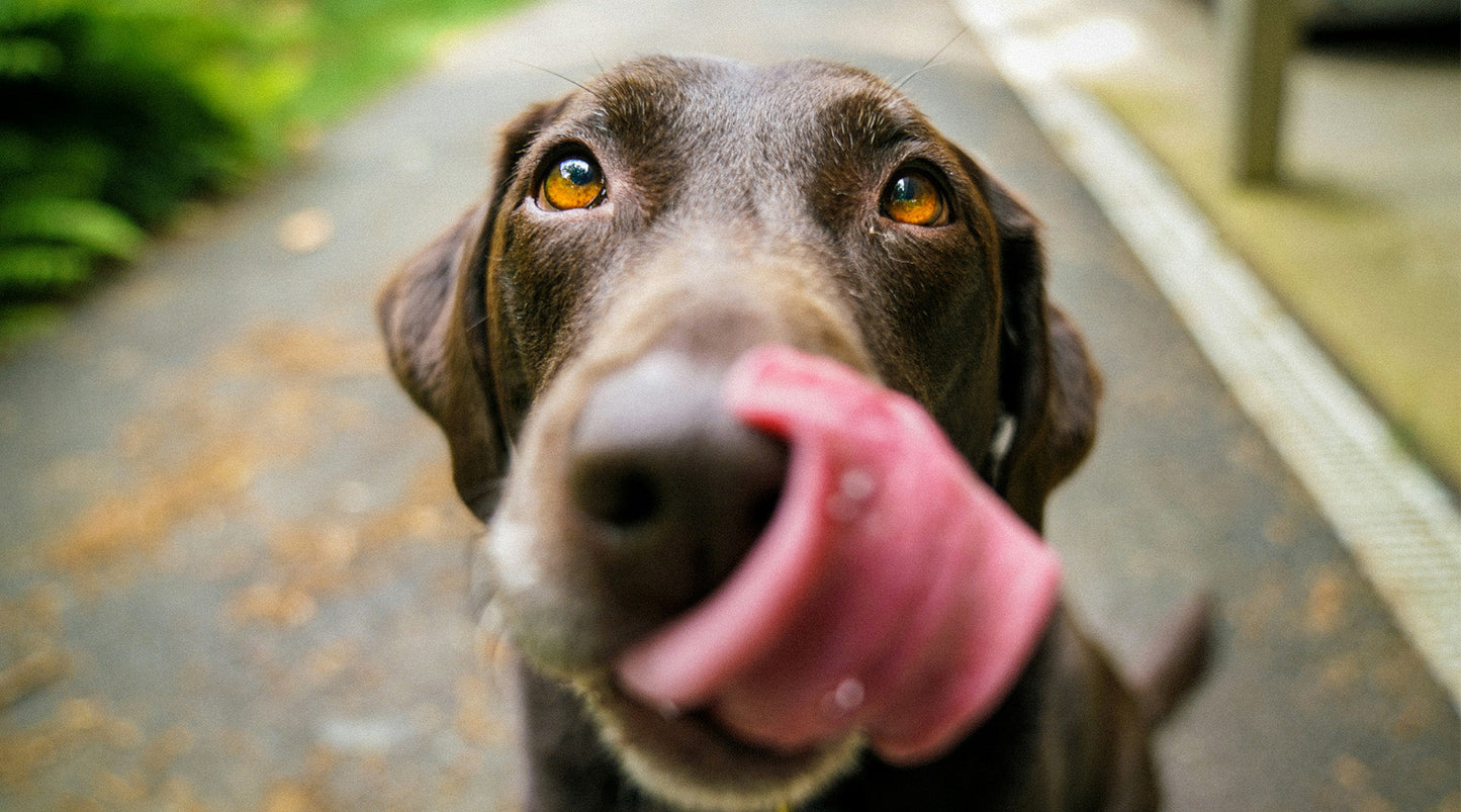 Why EFAs are Key for Brain Development and Behaviour in Large Puppy Breeds