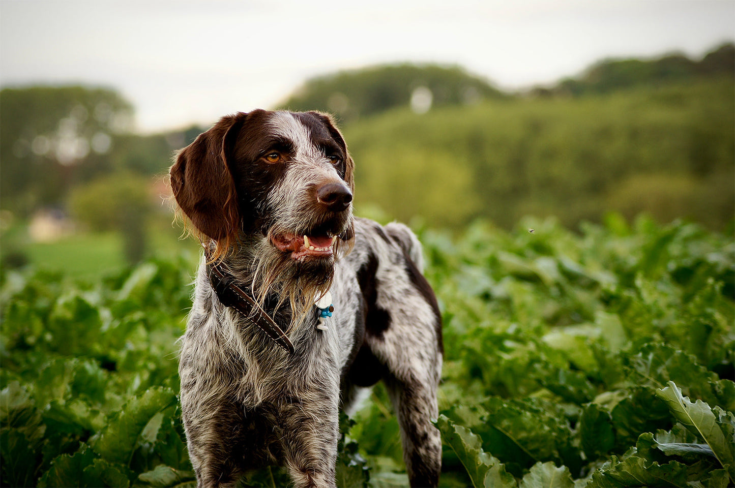 The Importance of Food that Promotes Healthy Joints and Bones when Feeding Large Dog Breeds