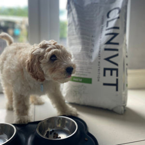 Labradoodle pup enjoying Clinivet puppy food