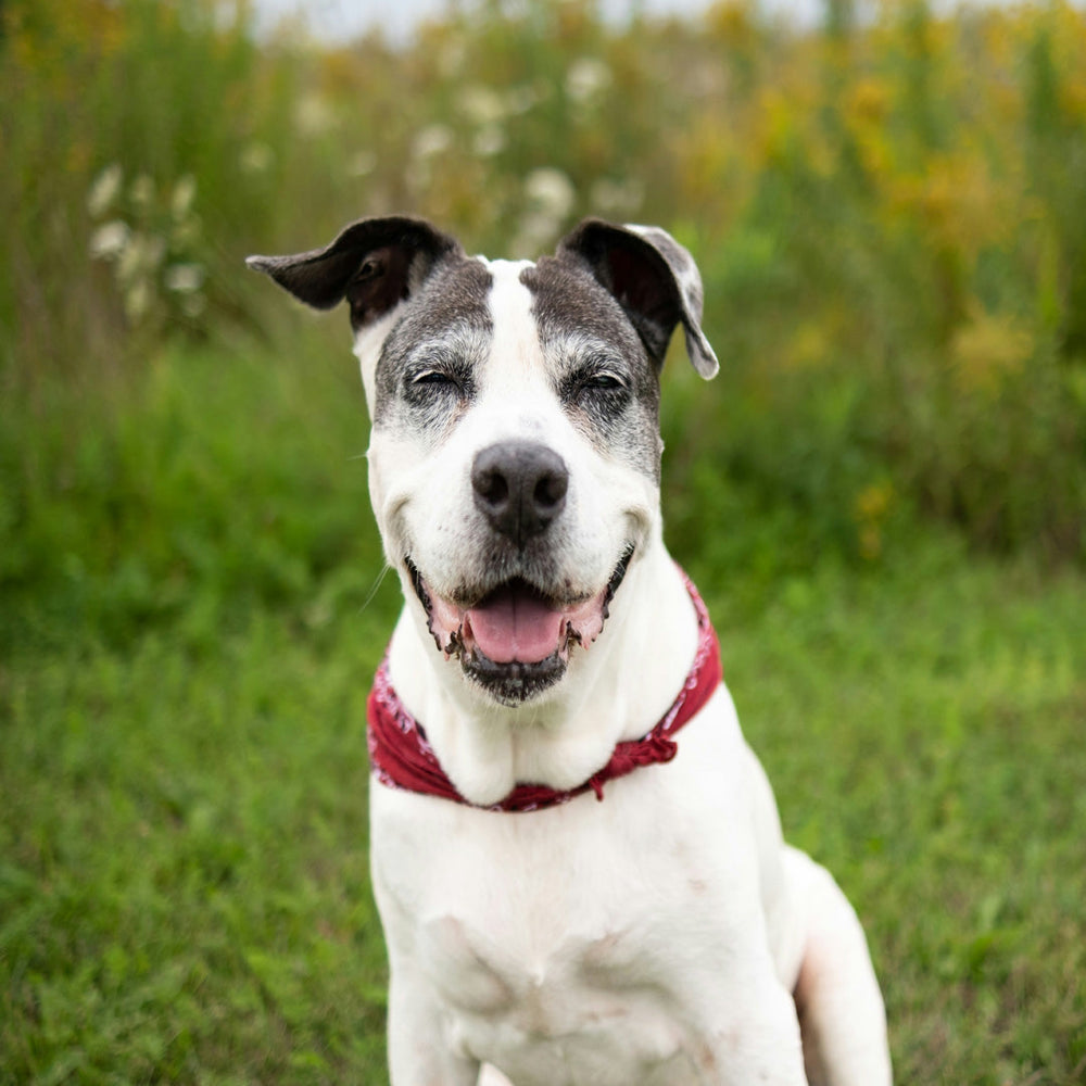 Senior dog with good mobility smilling 