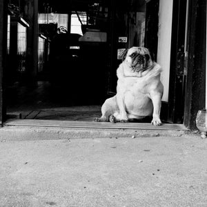 Sad overweight dog sitting down