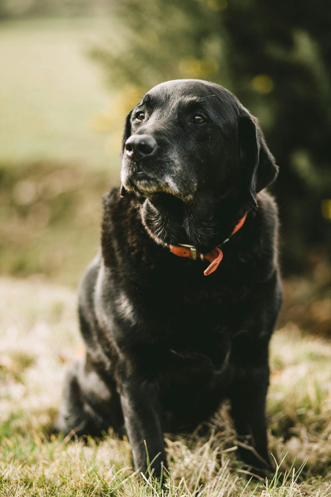 How Clinivet’s Dry Dog Food Helps Prevent Plaque and Tartar Build-Up