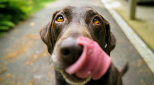 Why EFAs are Key for Brain Development and Behaviour in Large Puppy Breeds