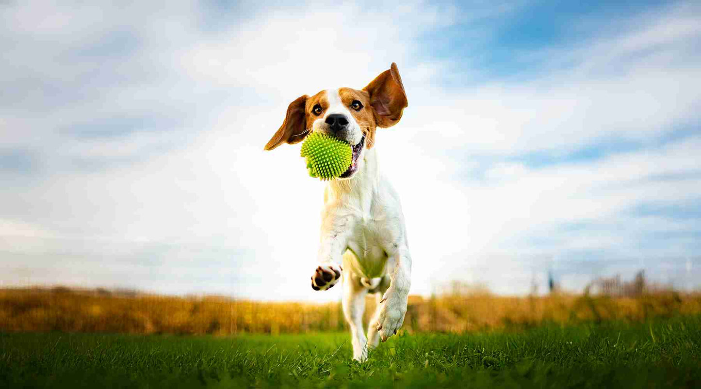 How to Store Dog Food for Maximum Freshness