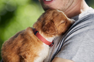 How Natural Dog Food Can Improve Your Dog’s Coat, Skin, and Energy