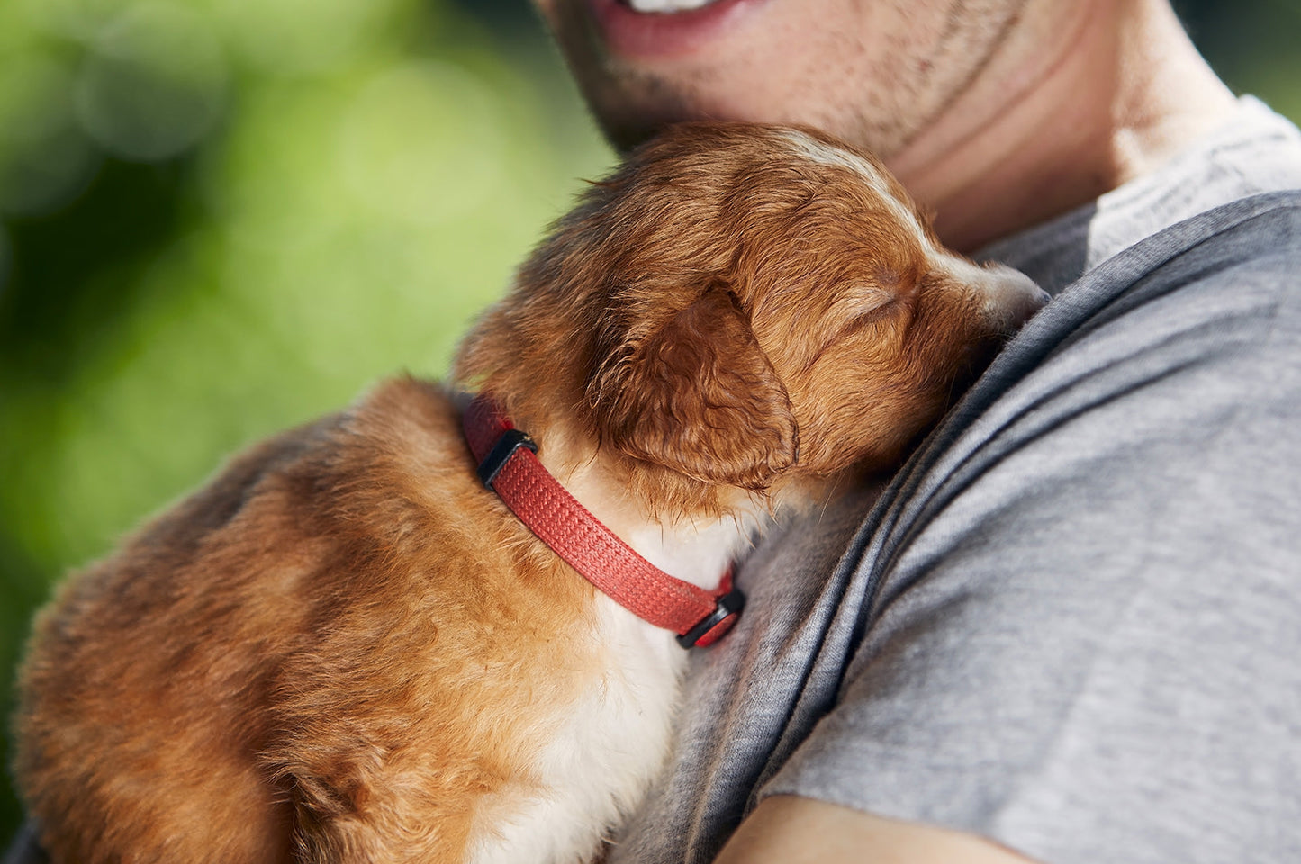 How Natural Dog Food Can Improve Your Dog’s Coat, Skin, and Energy