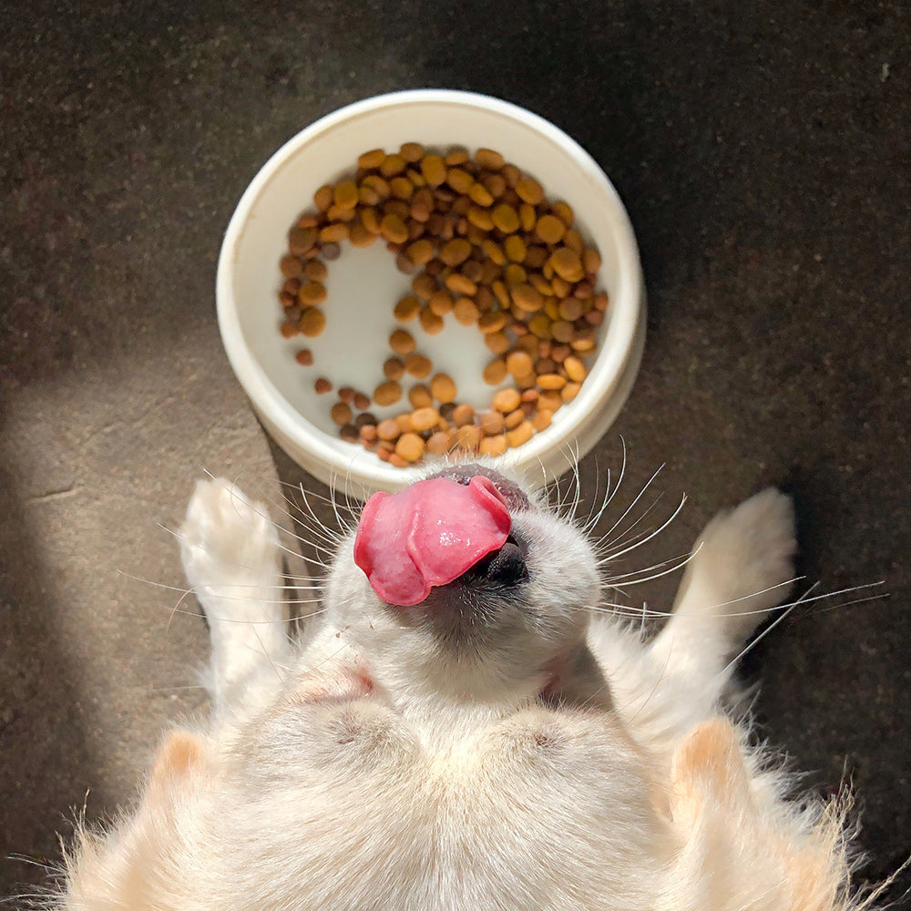 Small breed dog eating Clinivet