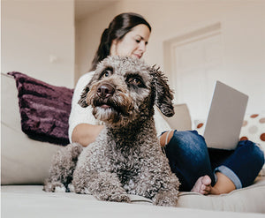 How to Spot Signs of a Food Allergy in Your Dog