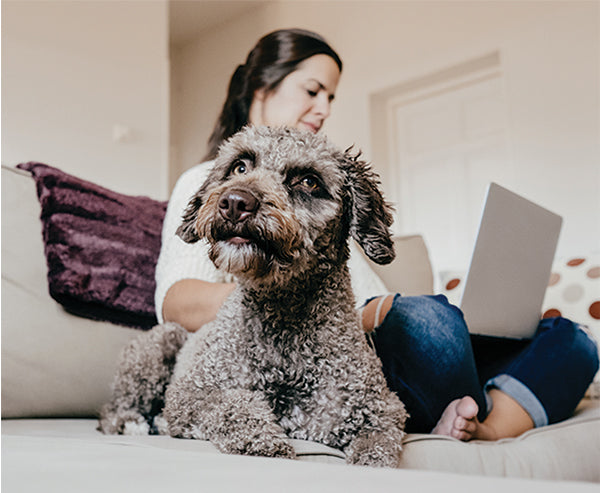 How to Spot Signs of a Food Allergy in Your Dog