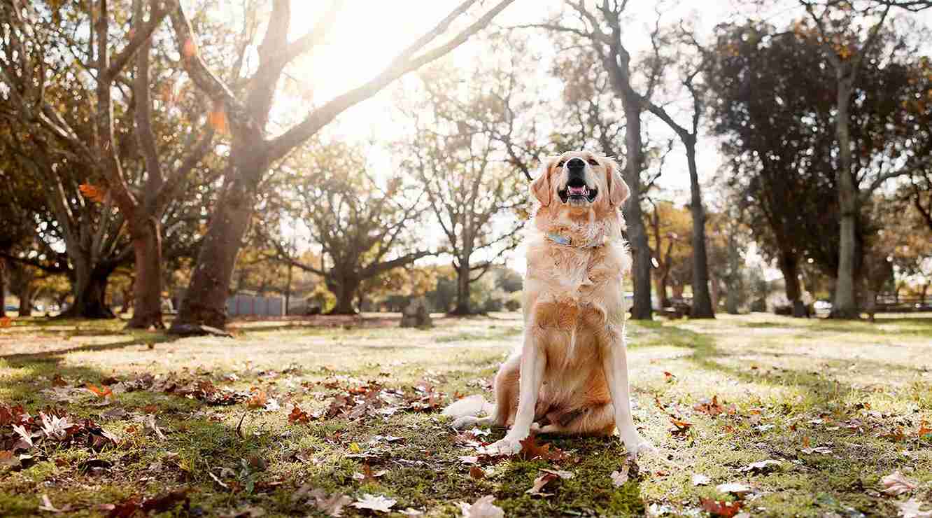 When Should You Transition to Senior Dog Food?