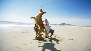 How Diet Influences Your Dog’s Energy Levels Throughout the Day