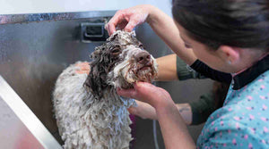 Why Some Dogs Benefit from Single Protein Diets