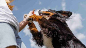 The Role of High Quality Fibre in Supporting Regular Digestion