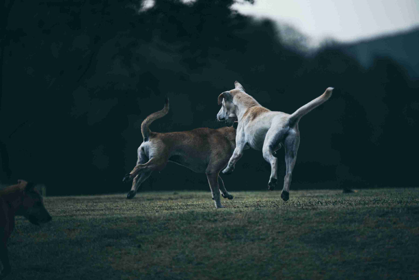 Choosing the Right Diet for Dogs with Sensitive Skin