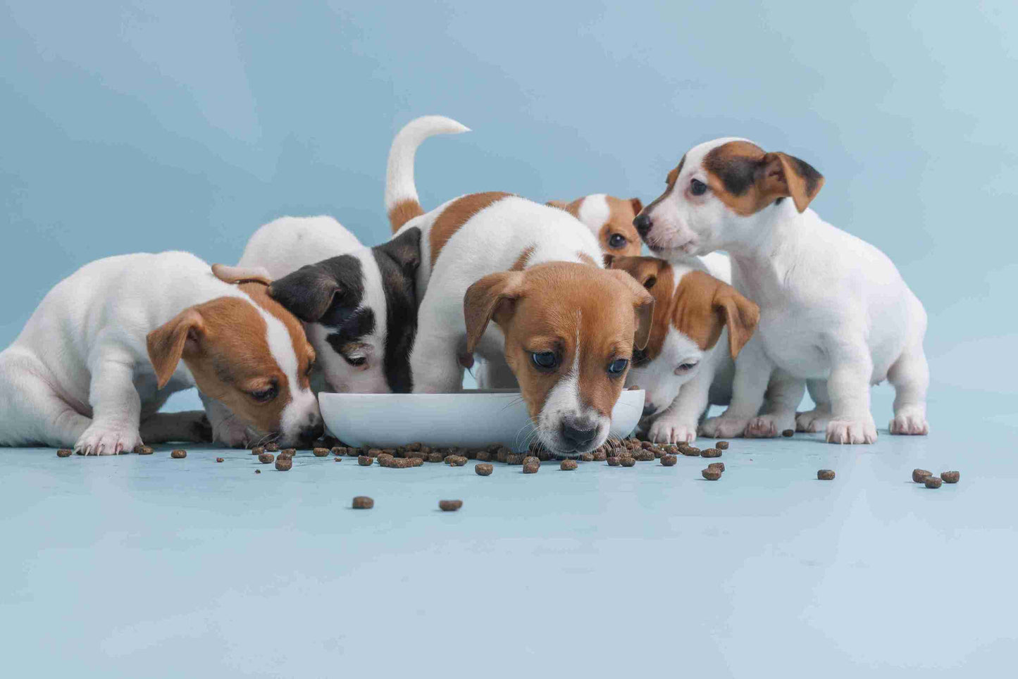 The Link Between Diet and Behaviour in Young Dogs